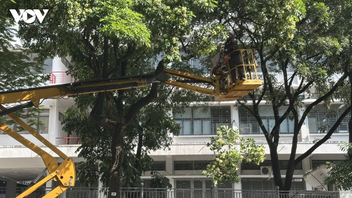 ha noi bat dau cat tia hoa sua no day de giam mui huong hinh anh 4