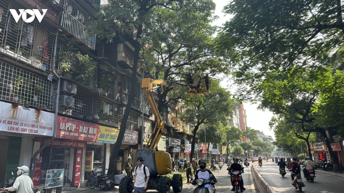 ha noi bat dau cat tia hoa sua no day de giam mui huong hinh anh 2