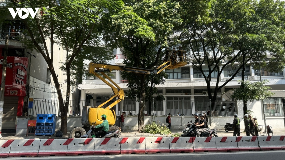 ha noi bat dau cat tia hoa sua no day de giam mui huong hinh anh 8