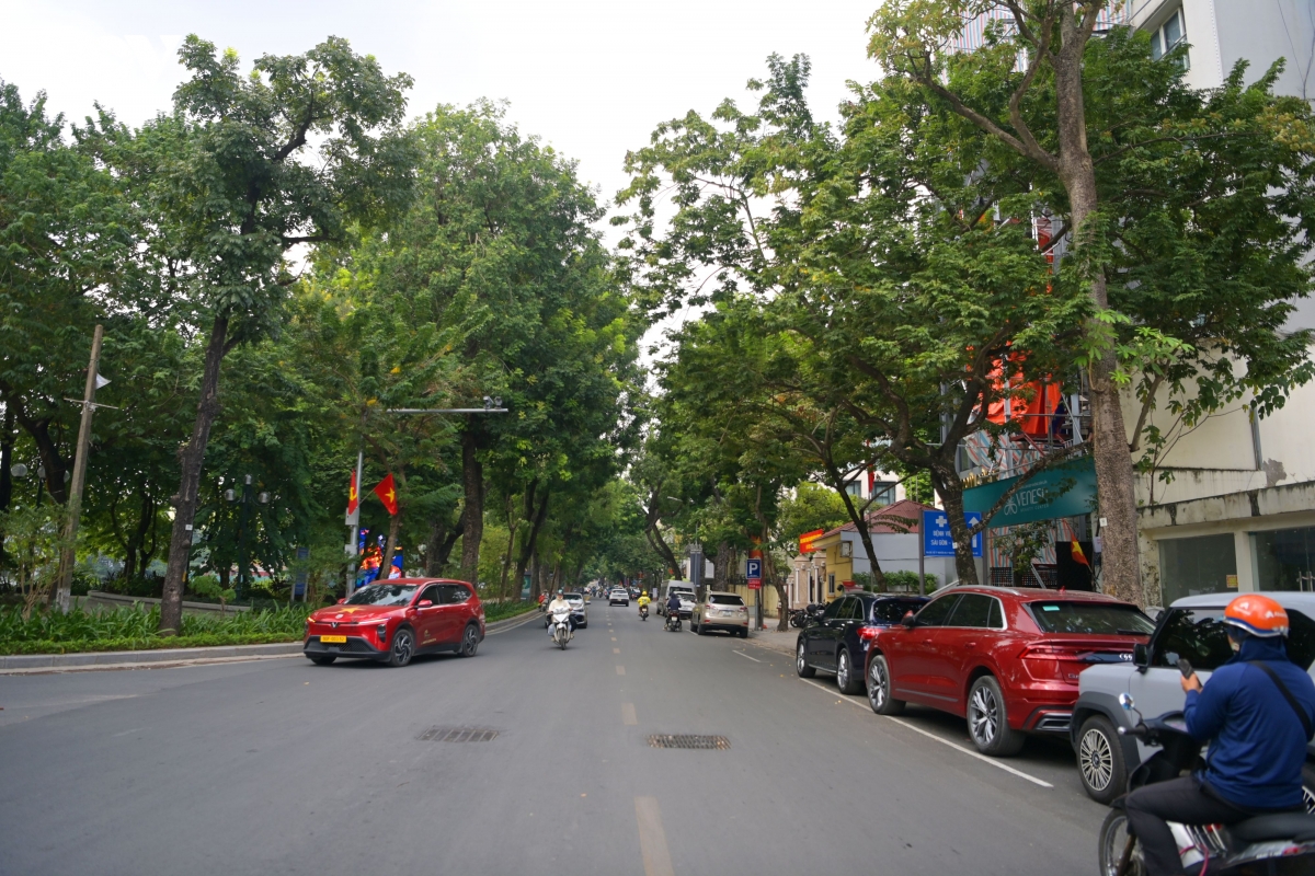 cay hoa sua tren pho nguyen du, quang trung...khong nhieu den muc phai thay the hinh anh 2