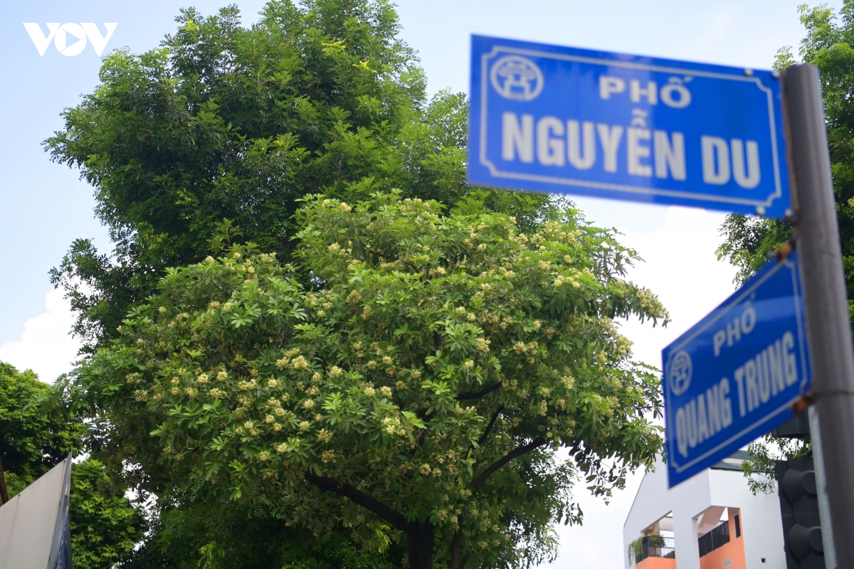 cay hoa sua tren pho nguyen du, quang trung...khong nhieu den muc phai thay the hinh anh 3