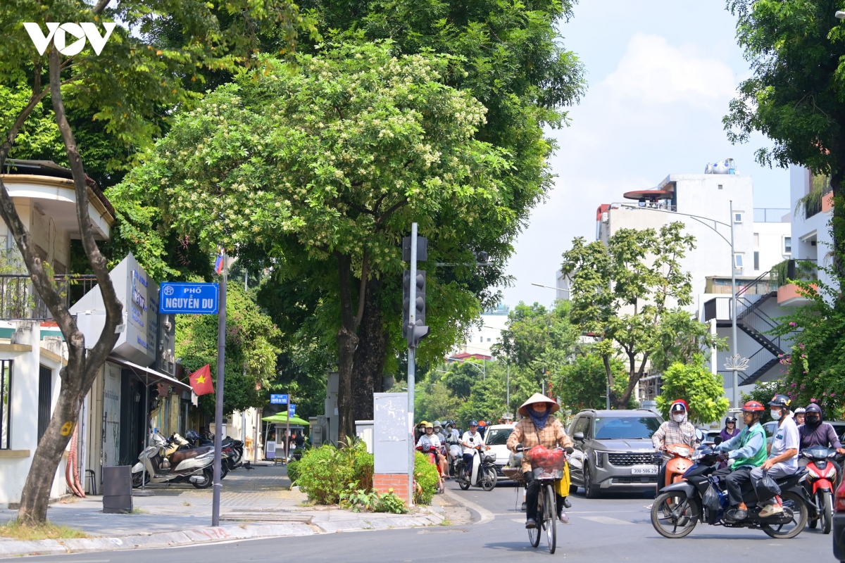cay hoa sua tren pho nguyen du, quang trung...khong nhieu den muc phai thay the hinh anh 4