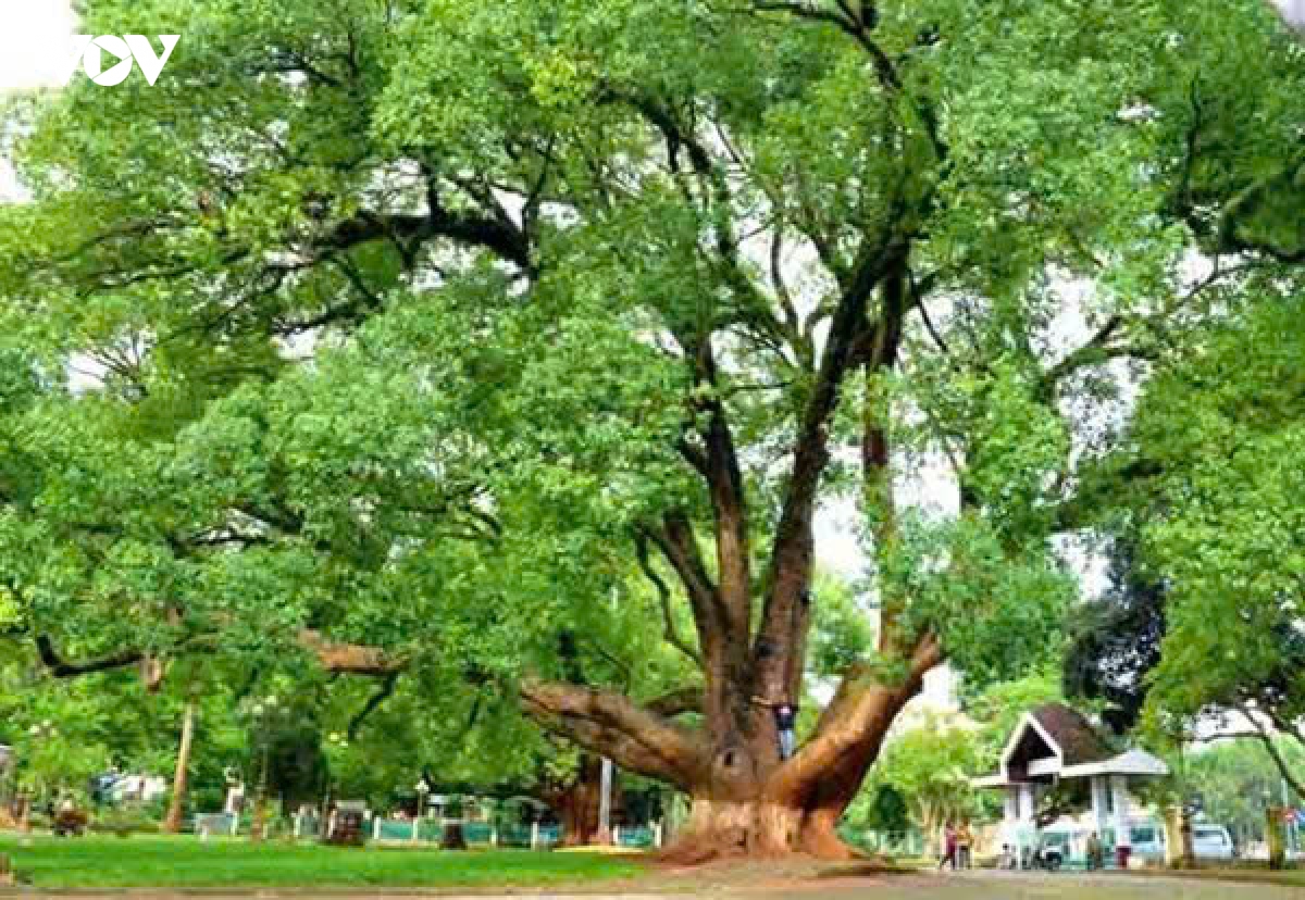 bau vat xanh cua buon ma thuot dang chet dan hinh anh 1