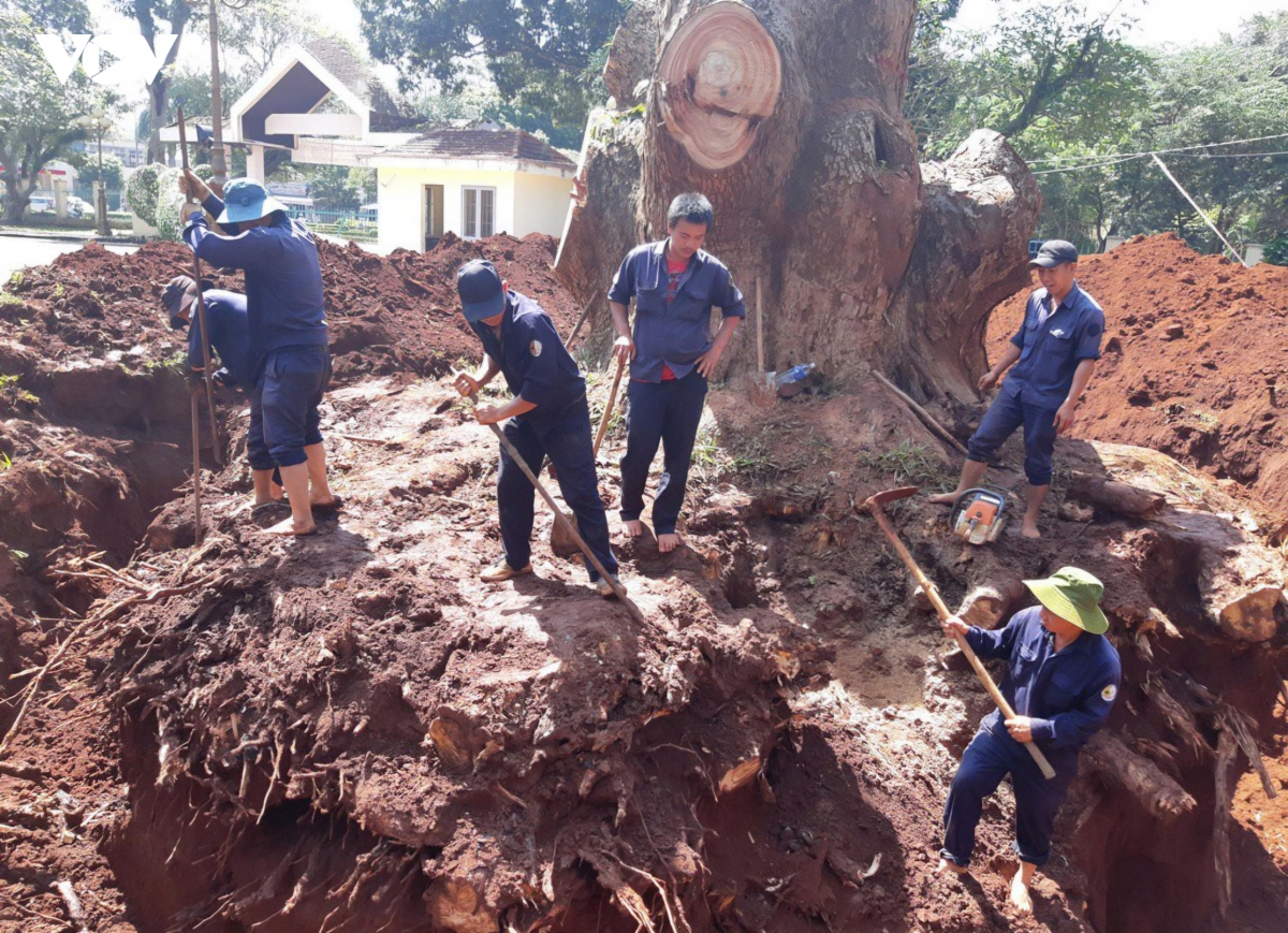 bau vat xanh cua buon ma thuot dang chet dan hinh anh 2