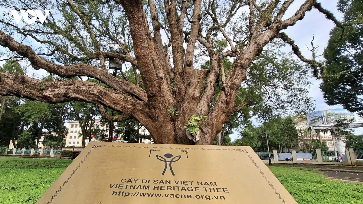 bau vat xanh cua buon ma thuot dang chet dan hinh anh 3