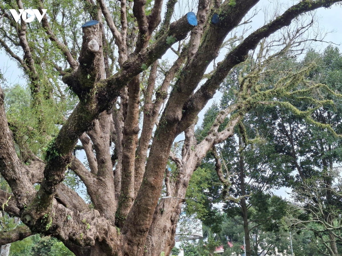 bau vat xanh cua buon ma thuot dang chet dan hinh anh 5
