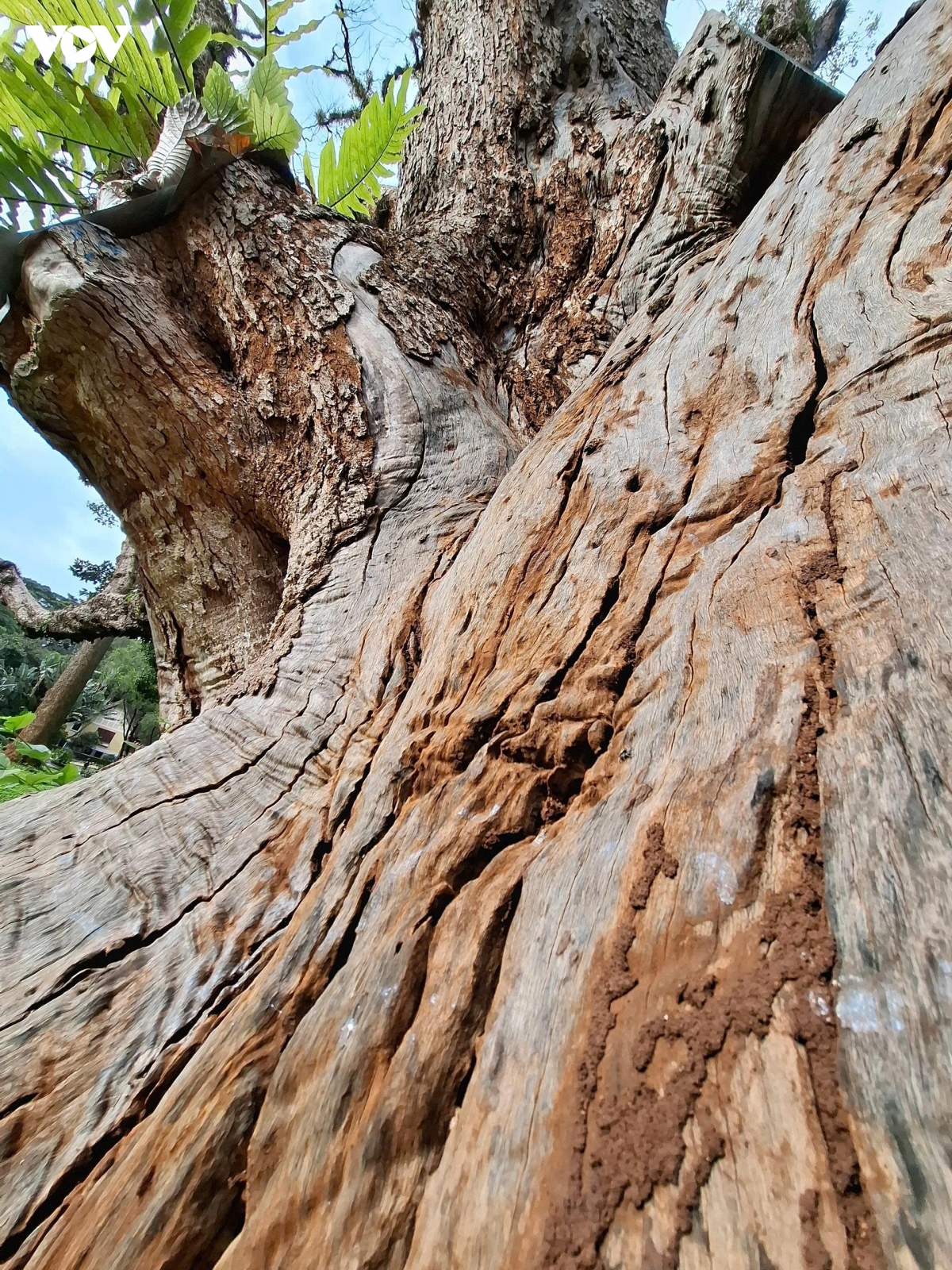bau vat xanh cua buon ma thuot dang chet dan hinh anh 8