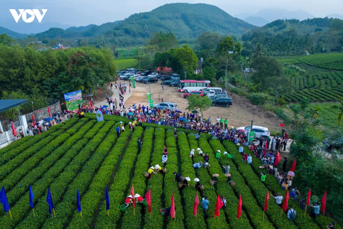 thai nguyen khan truong hoan tat cong tac chuan bi festival tra quoc te 2026 hinh anh 2