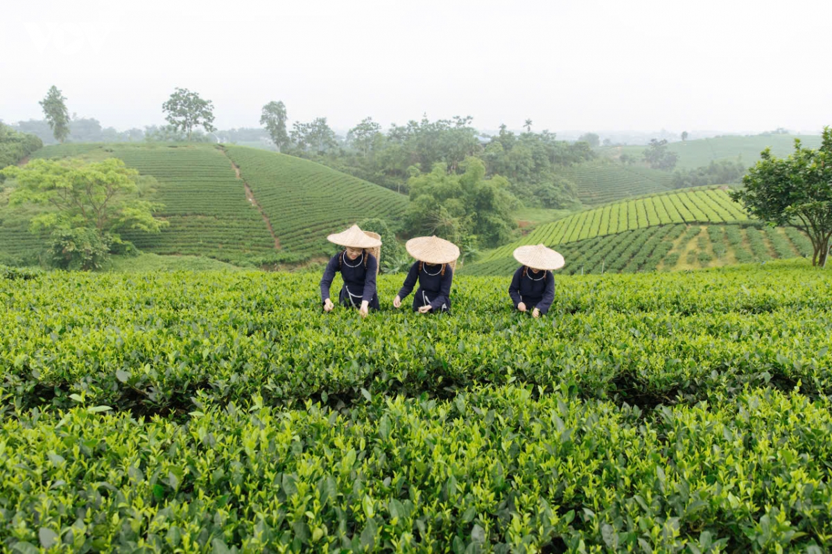 nhung nguoi phu nu dua huong che thai nguyen bay xa hinh anh 4