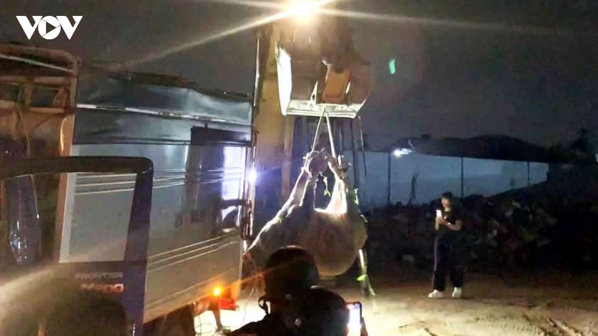 Thót tim trâu điên húc cặp vợ chồng ở Lâm Đồng