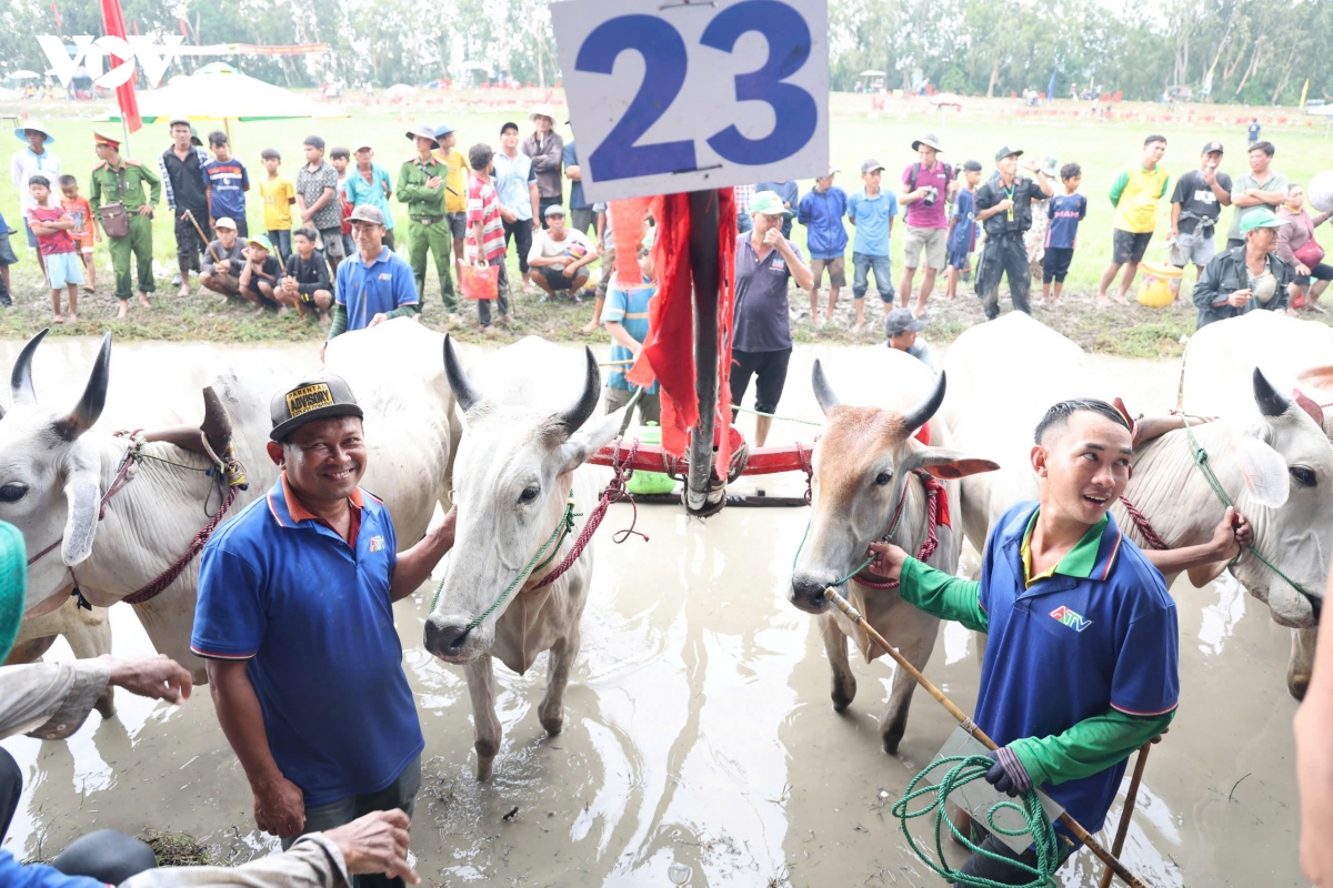 An Giang: 64 đôi bò tranh tài tại hội đua bò Bảy Núi