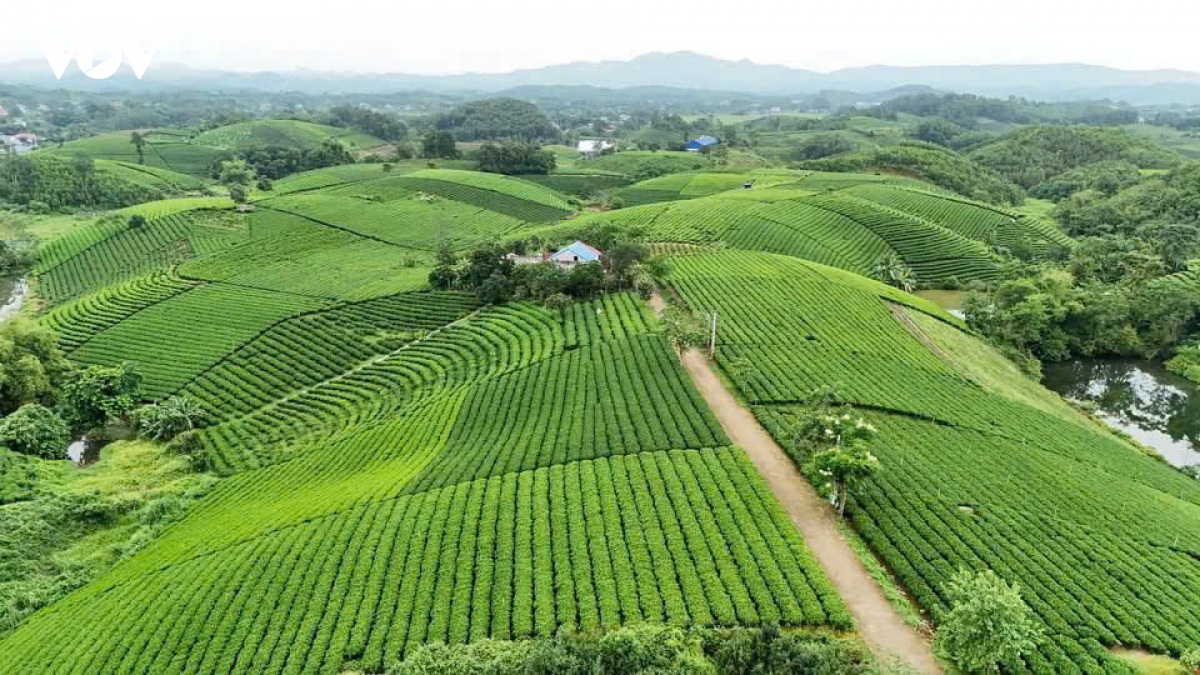 nhung nguoi phu nu dua huong che thai nguyen bay xa hinh anh 1