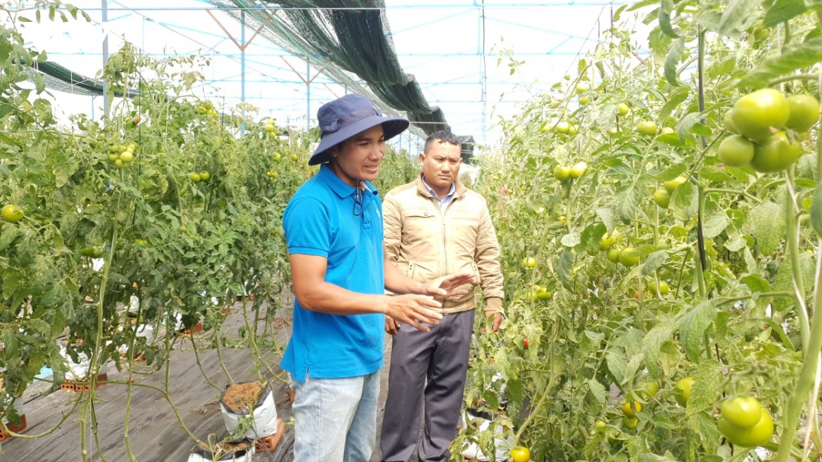 Doi nep nghi, mo huong thoat ngheo ben vung o buon lang tinh lam Dong hinh anh 1