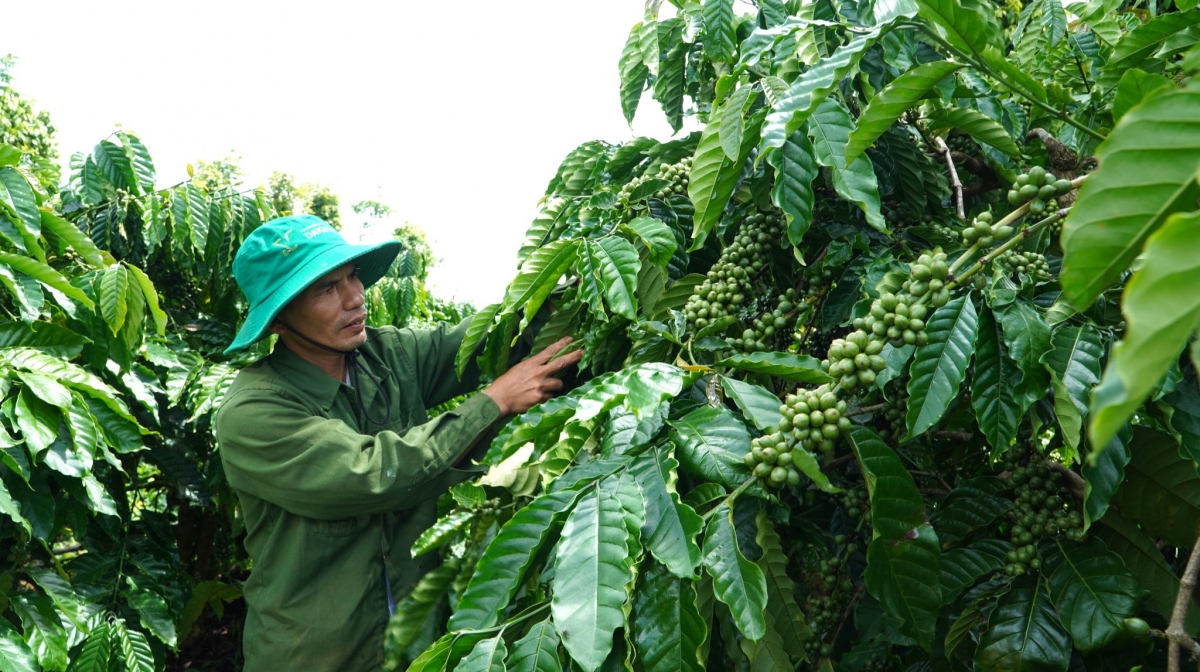 Doi nep nghi, mo huong thoat ngheo ben vung o buon lang tinh lam Dong hinh anh 2