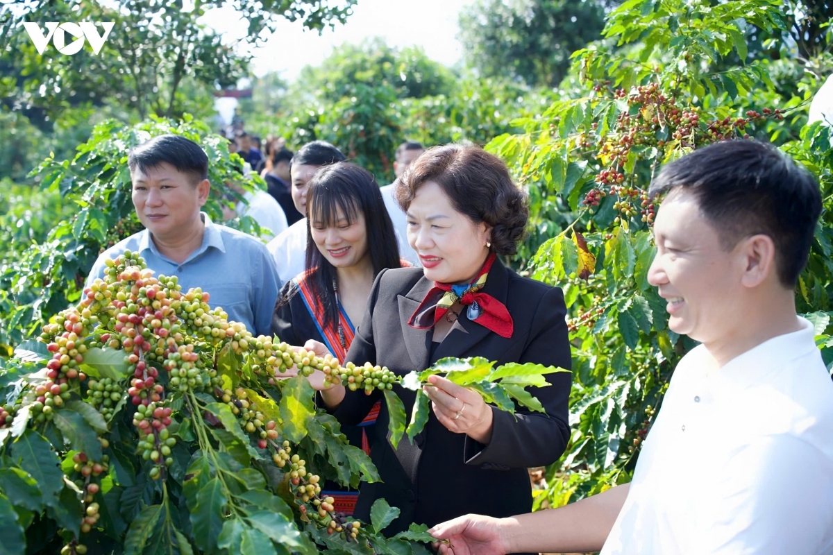 khoi dong cac du an, nha may che bien sau ca phe tai son la hinh anh 6