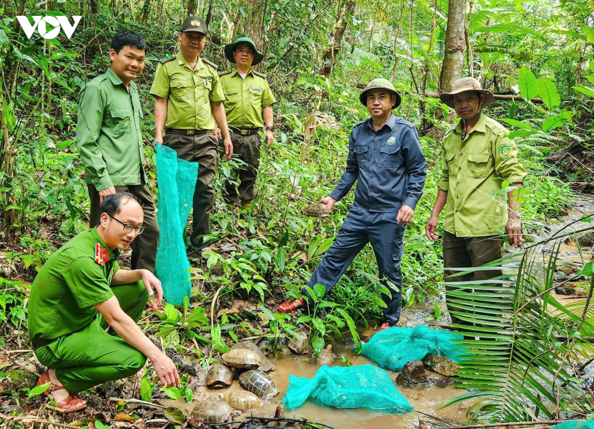 Gia Lai: Tê tê Java và nhiều động vật rừng quý hiếm được thả về tự nhiên