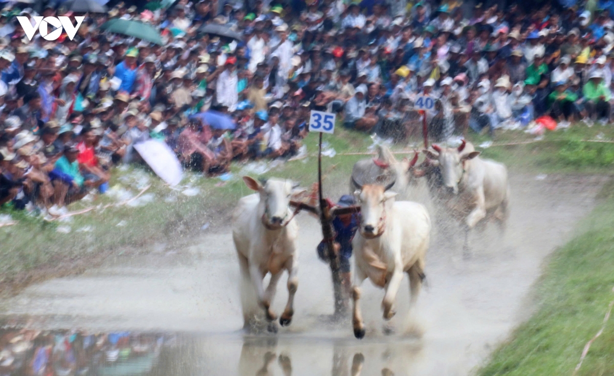 an giang 64 doi bo tranh tai tai hoi dua bo bay nui hinh anh 5