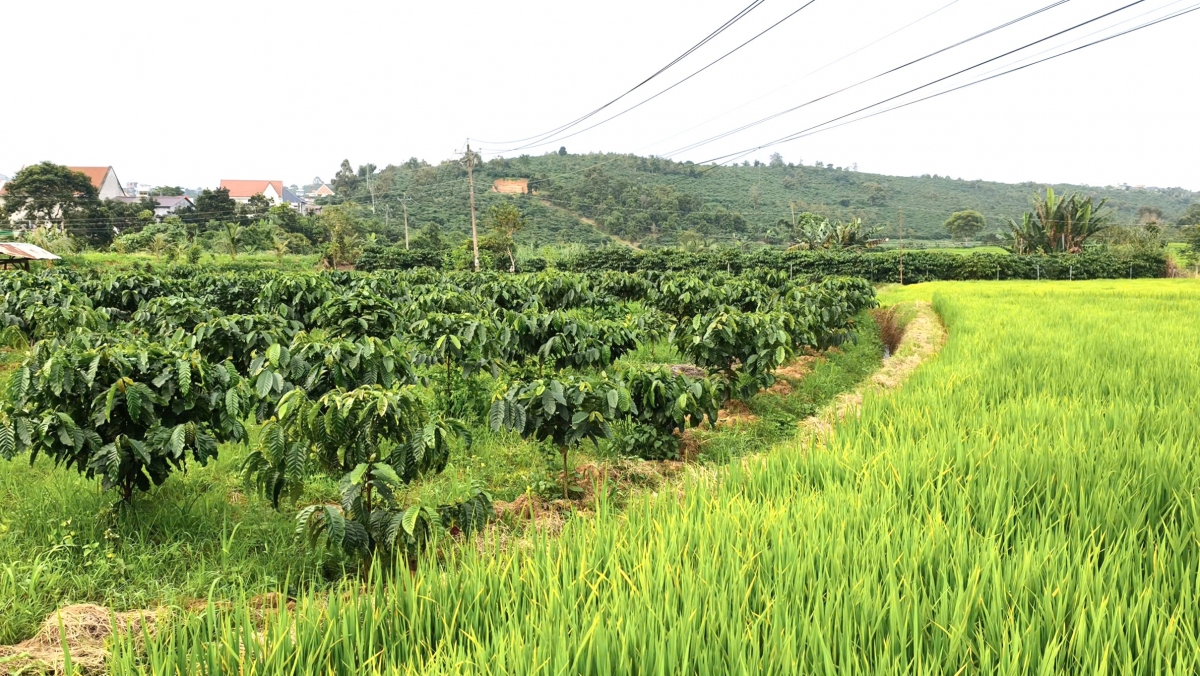 lam Dong phat huy nguon luc, thuc day vung kho khan phat trien hinh anh 2