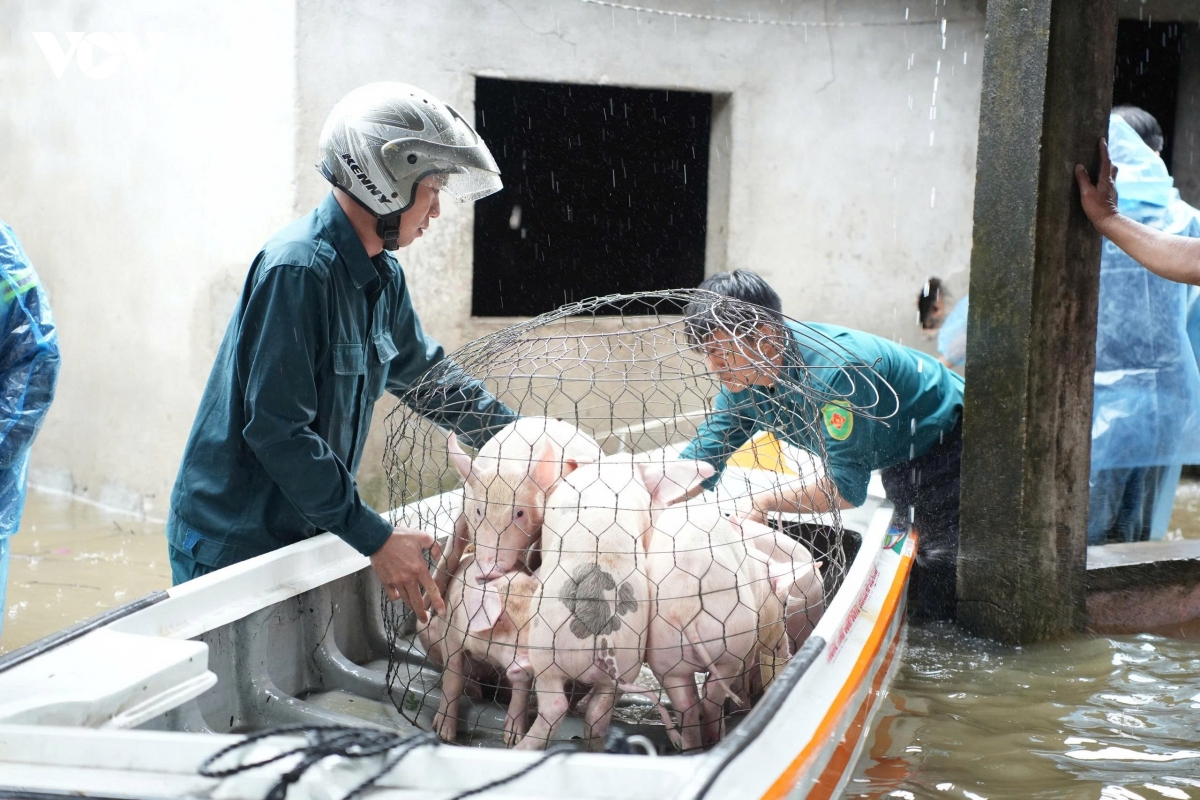 mua lon gay ngap cuc bo tai nhieu khu dan cu o quang ngai hinh anh 1