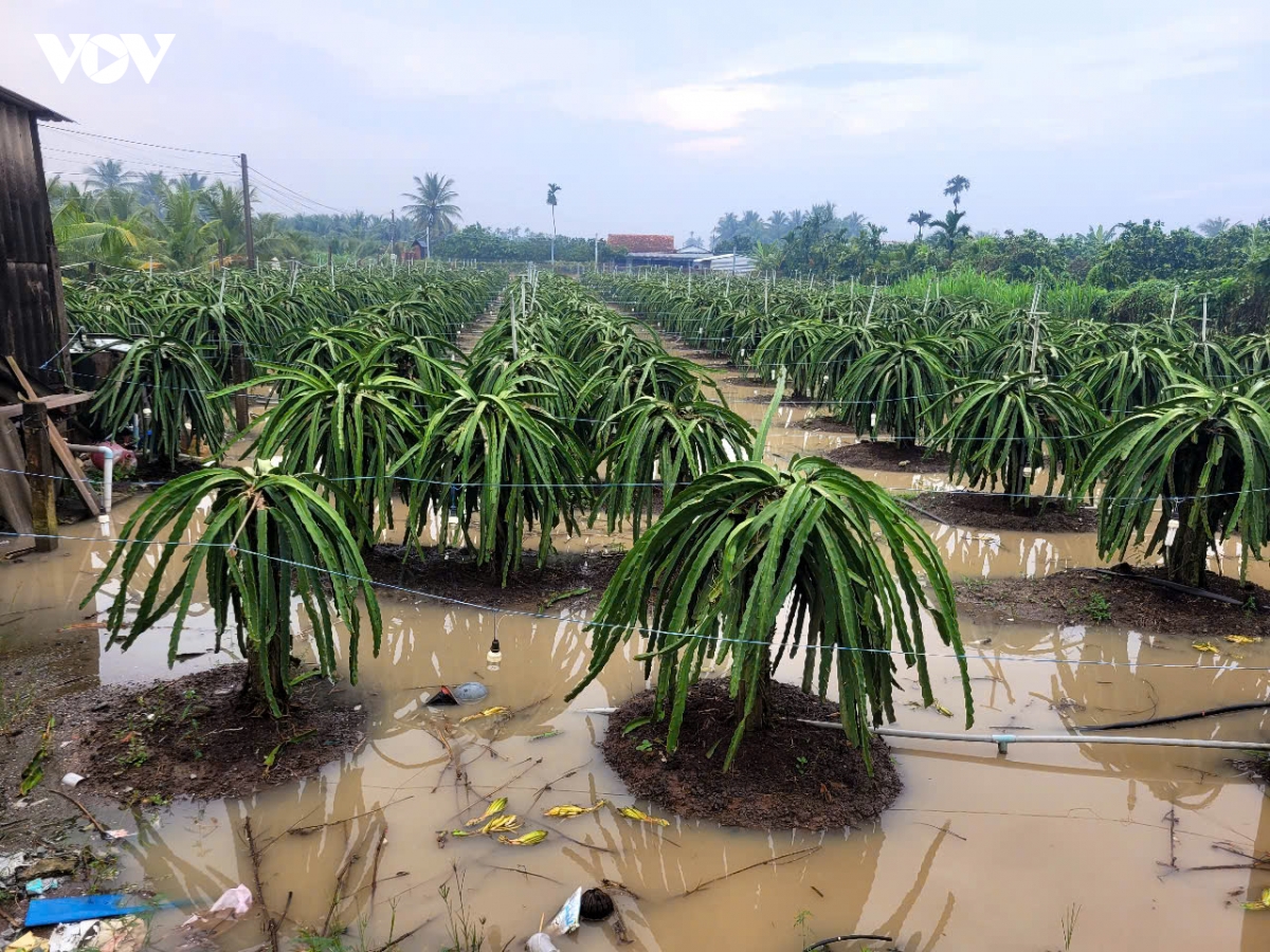 Đồng Tháp: Mưa lớn gây ngập diện rộng, giá nông sản tăng cao