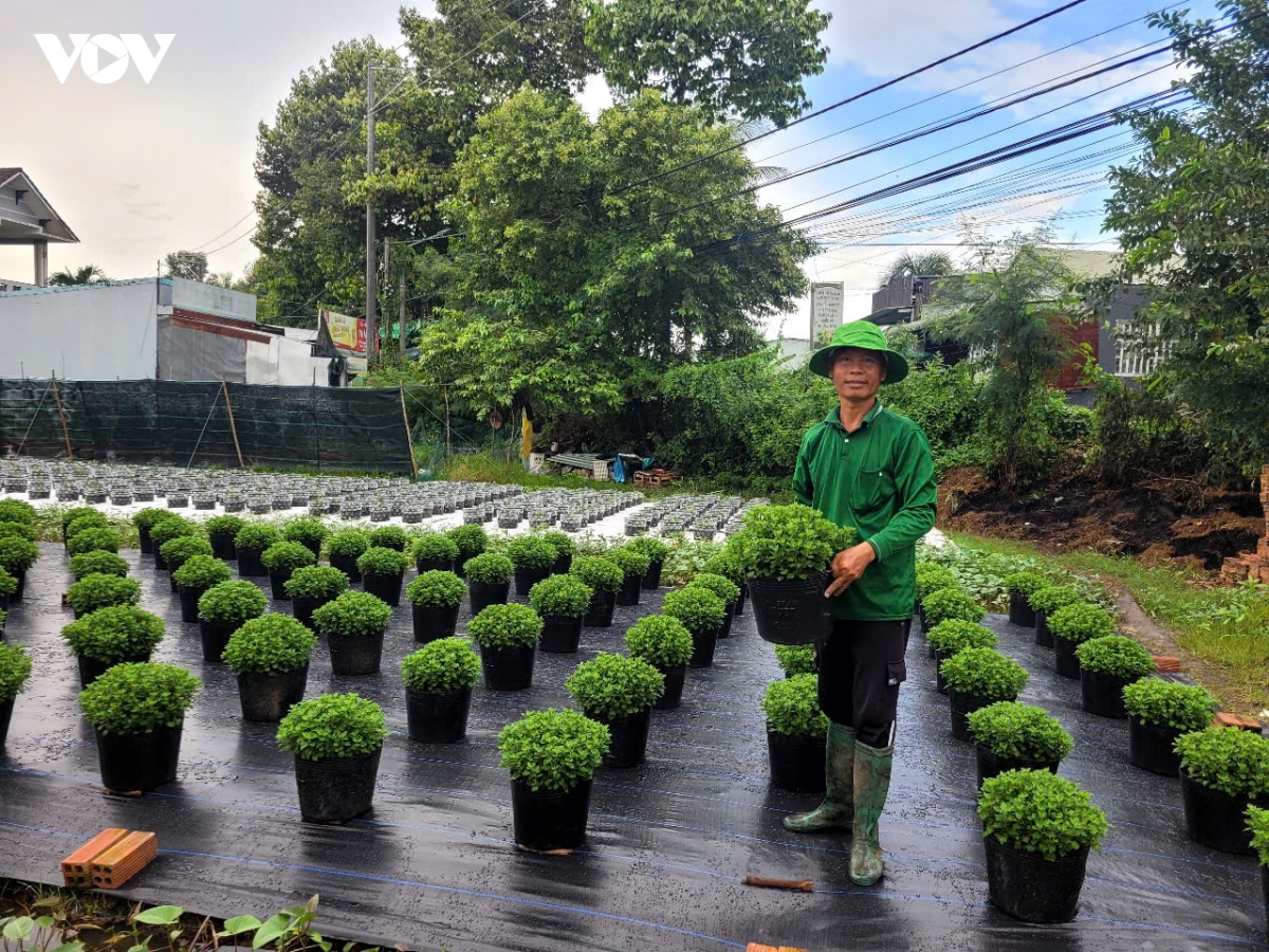 Nông dân Đồng Tháp hối hả gieo trồng vụ hoa Tết cổ truyền