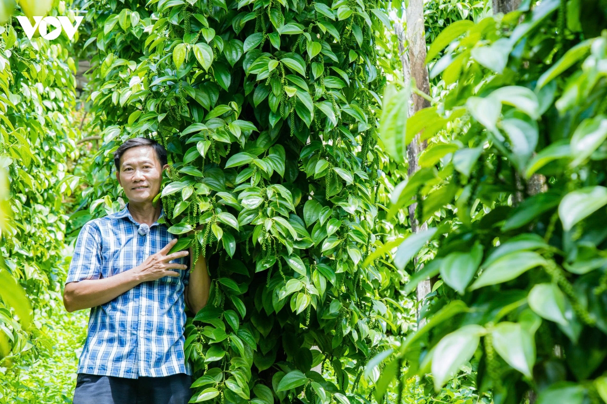 Gặp cha đẻ giống tiêu Tùng Linh - Nông dân Việt Nam xuất sắc 40 năm đổi mới