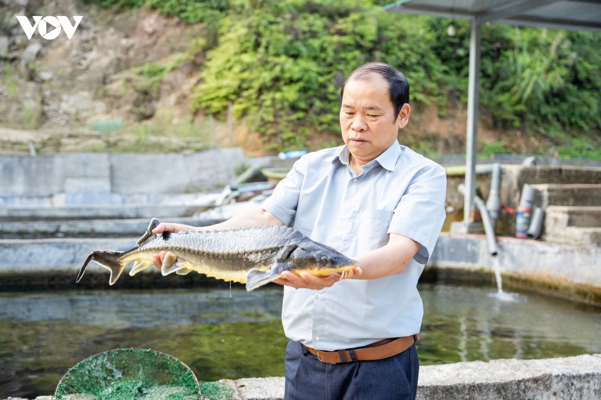 nuoi ca tam, huong giam ngheo ben vung o vung cao tuyen quang hinh anh 2