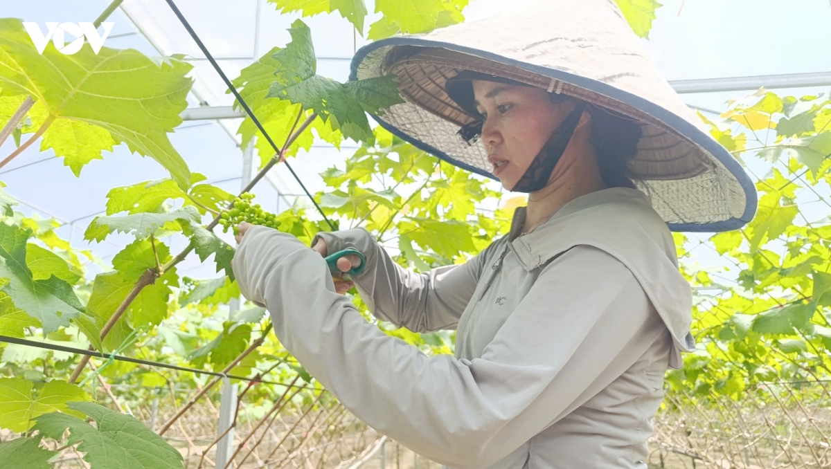 nong dan quang ninh nang gia tri nong san gan voi du lich hinh anh 2