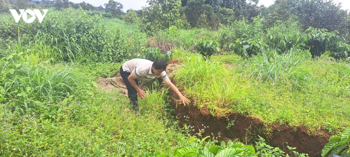sat lo dat tiep tuc xay ra o gia lai, nguoi dan lo mat dat san xuat hinh anh 2