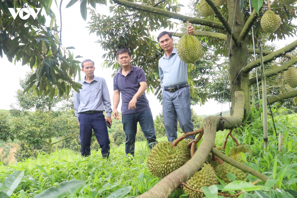 sau rieng mo huong lam giau o vung bien quang ngai hinh anh 3