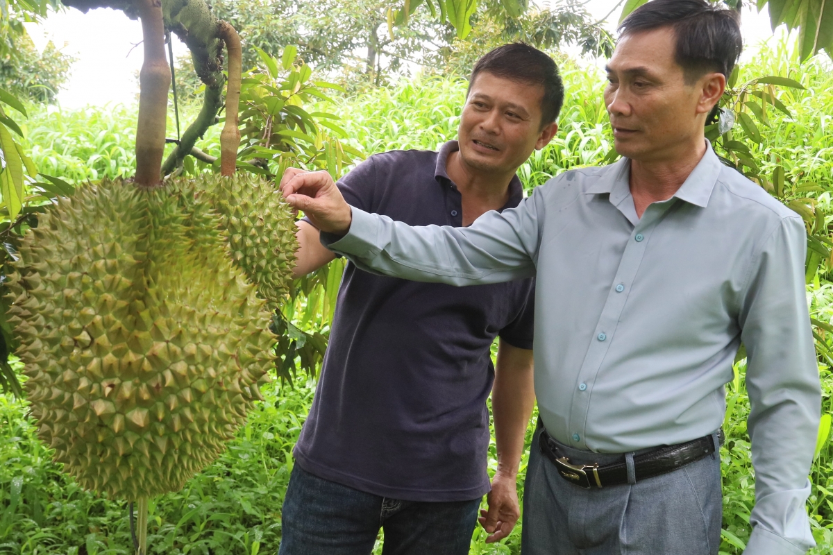 sau rieng mo huong lam giau o vung bien quang ngai hinh anh 1