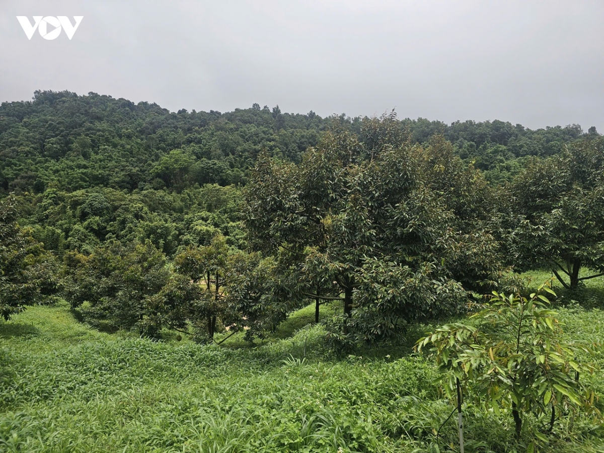sau rieng mo huong lam giau o vung bien quang ngai hinh anh 4