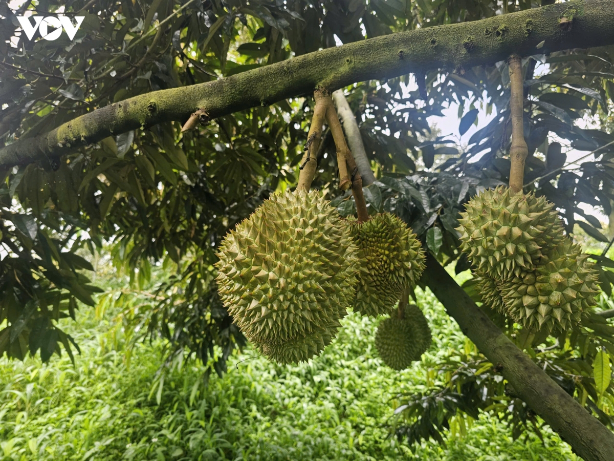 sau rieng mo huong lam giau o vung bien quang ngai hinh anh 2
