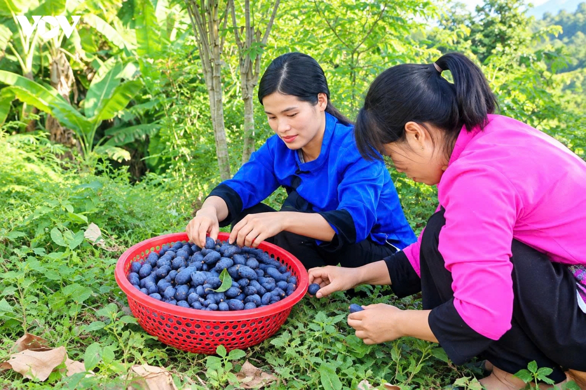 tram den mo them sinh ke cho nguoi dan vung cao thai nguyen hinh anh 1