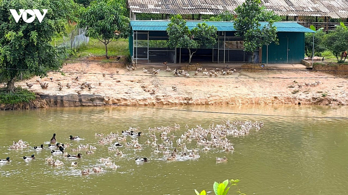 anh nong dan miet mai chon loc, giu nguon gen giong vit bau quy o nghe an hinh anh 1