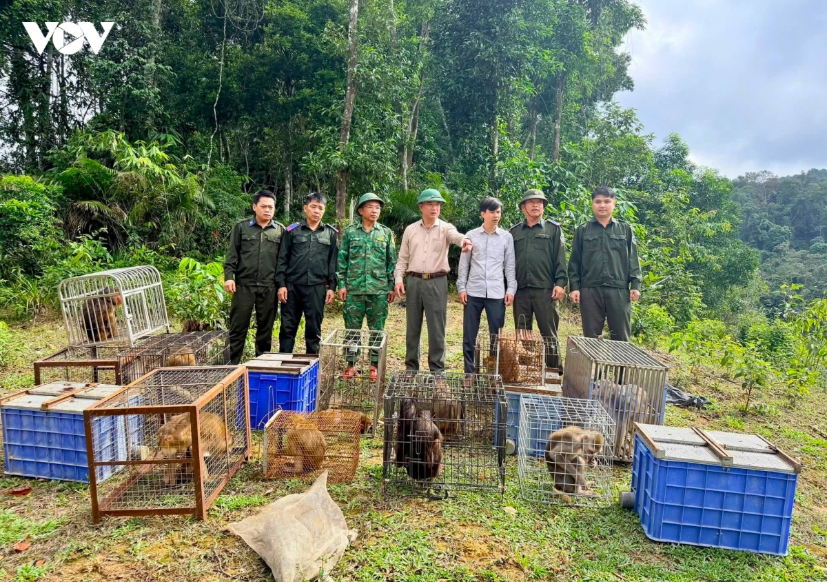 Vườn Quốc gia Vũ Quang thả 22 cá thể động vật hoang dã về tự nhiên