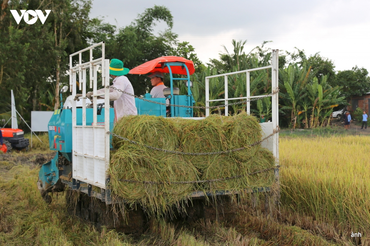 phu pham lua gao, du dia phat trien kinh te tuan hoan o Dong bang song cuu long hinh anh 1