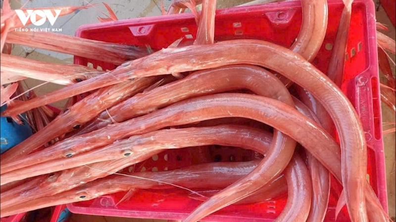 Thương lái săn lùng loài cá quý hiếm có gai trên lưng ở miền Trung