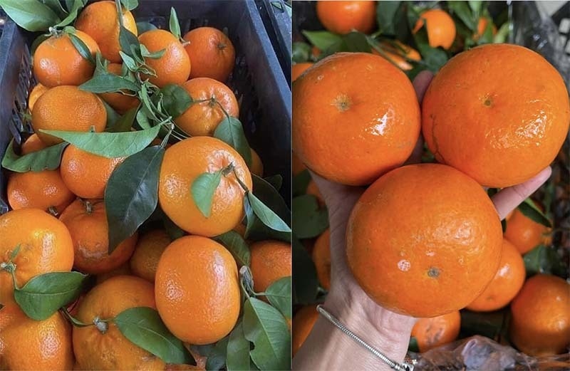 Loại cam ngọt bất bại rẻ như rau đang đổ bộ chợ đầu mối