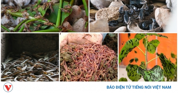 Nuôi những con "nghe đã ghê" mang lại nguồn thu ... - VOV