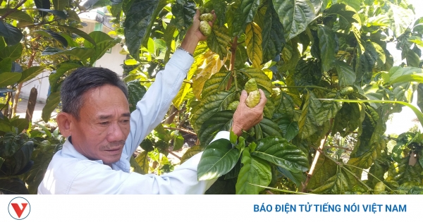 Trồng cây nhàu nhiều nơi hết hot nhưng ở đây cây vẫn đẻ ra tiền #7 Trồng cây nhàu nhiều nơi hết hot nhưng ở đây cây vẫn đẻ ra tiền