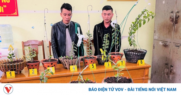 vov.vn