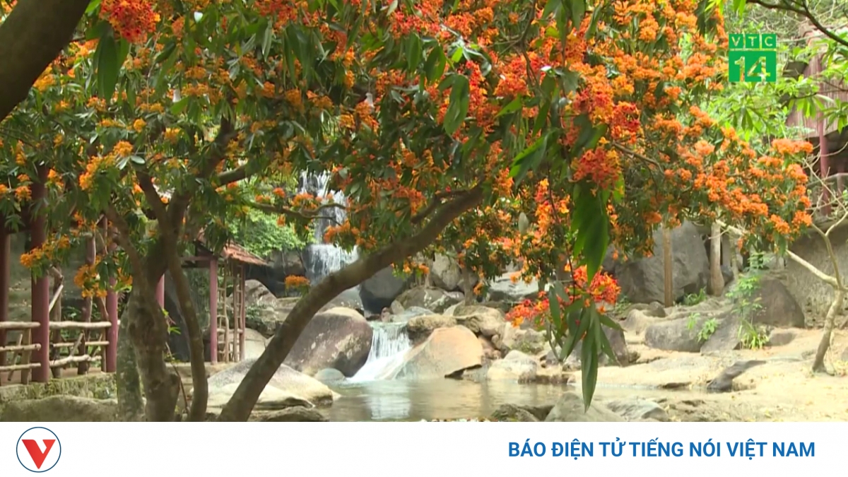 Hoa Rù Rì Độc đáo mùa hoa rì rừng | VOV.VN