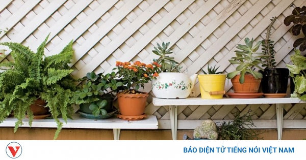 Bí quyết chăm sóc cây xanh luôn tươi tốt quanh năm - Hướng dẫn toàn diện từ A đến Z