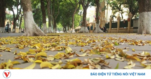 Hà Nội mùa sấu - Vimarsana News