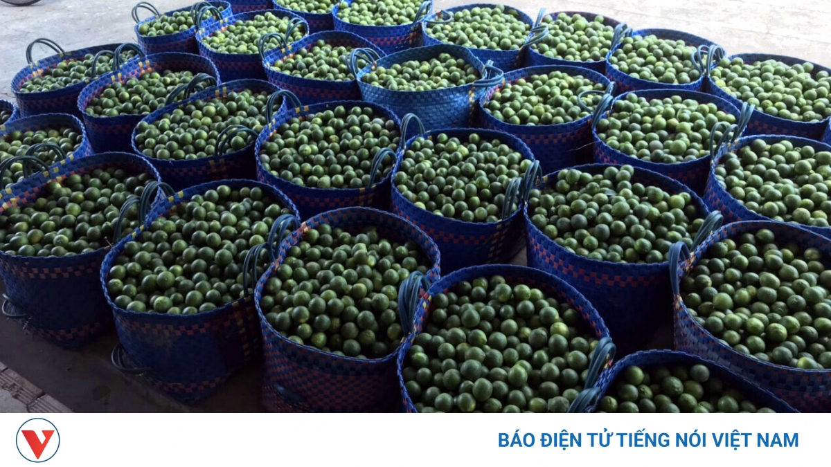 Tiêu thụ nông sản mùa dịch: Hàng nghìn tấn chanh thương phẩm tắc đầu ra do dịch Covid-19 - Vimarsana News