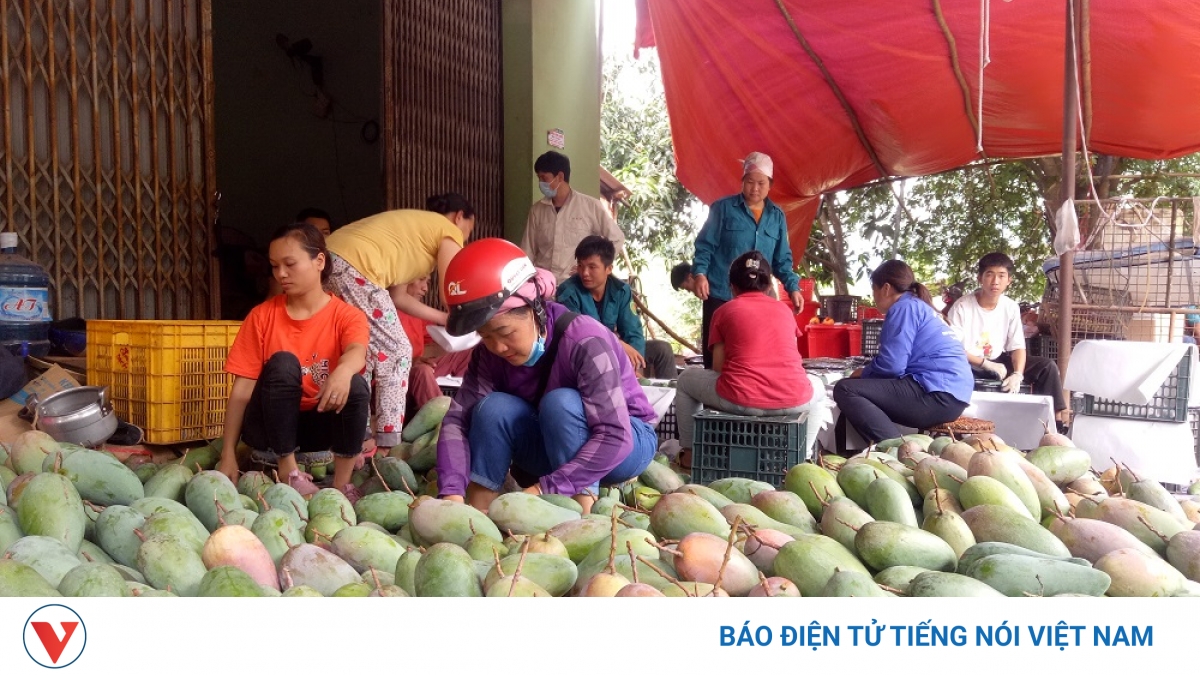 Kết nối trực tuyến: Kênh tiêu thụ và quảng bá hình ảnh nông sản Sơn La vươn xa - Vimarsana News