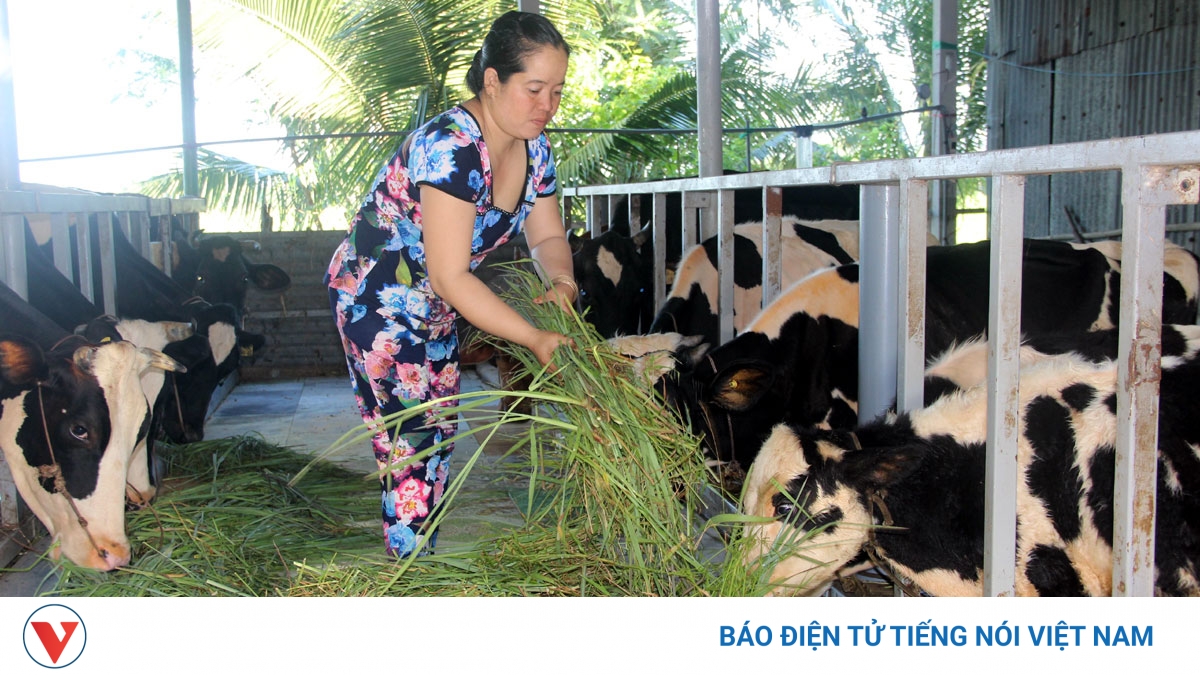 Phát triển kinh tế nông thôn: Chăn nuôi bò sữa – điểm sáng kinh tế vùng đồng bào dân tộc Sóc Trăng - Vimarsana News