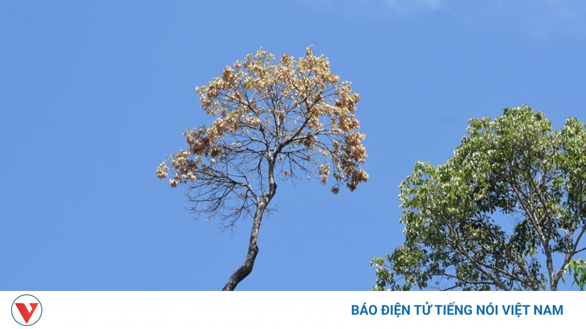 Đà Nẵng ngặn chặn người dân vào rừng chặt ươi khai thác quả - Vimarsana News