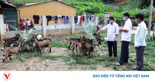 "Đòn bẩy" để bà con vùng cao Yên Bái thoát nghèo - Vimarsana News